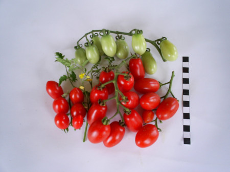 Alya IZK (60 seminte) tomate tip cherry oval alungite, gust echilibrat dulce-acru, de la IZK Bulgaria