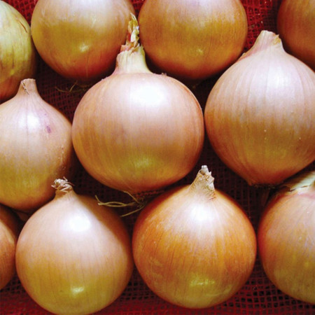 Ambrador F1 (250.000 seminte) de ceapa galbena cu bulbi uniformi forma rotunda aspect comercial placut si o buna rezistenta, Cora Seeds