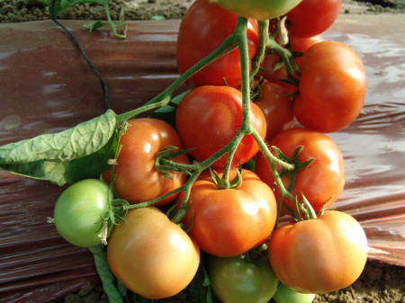 Angelina F1 (1 gr) tomate roz extratimpurii, Superior Serbia