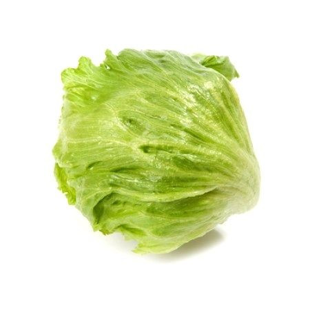 Argentinas (1000 seminte) drajate de salata tip Iceberg cu capatana medie spre mare rotunda usor aplatizata ce se preteaza cultivarii cu plantare de la sfarsitul lunii aprilie pana la inceputul lunii august, Rijk Zwaan
