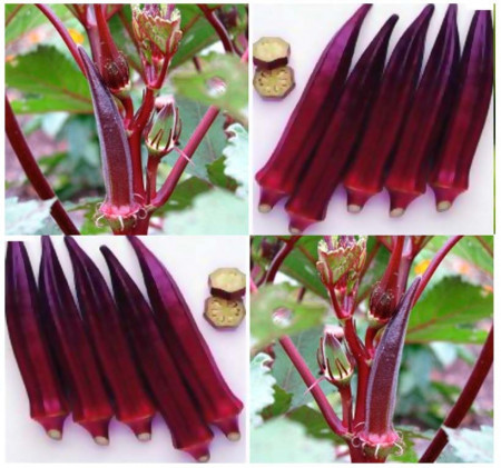 Bame rosii Burgundy (45 seminte) bame culoare visiniu inchis, foarte gustoase, Agrosem