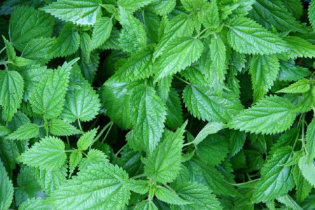 Bee Happy - Urzica Medicinala (Urtica dioica) 0.3 gr seminte de Urzica Plante Medicinale Samanta Urzica pentru cultivare, Laktofol