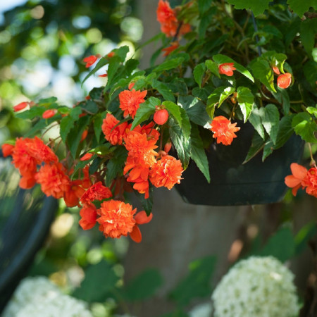 Begonie curgatoare pendula cascade Orange (2 bulbi), floare mare, culoare portocaliu, bulbi de flori