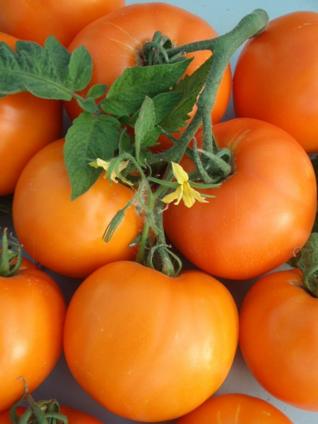 Bendida F1 (250 seminte) tomate Bendida semitimpurii culoare portocaliu intens, Geosem
