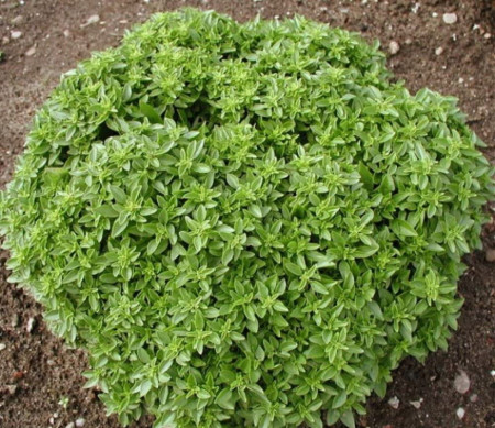 Busuioc mic Greco a Palla (650 seminte) de busuioc cu tufa mica, cu frunze aromate
