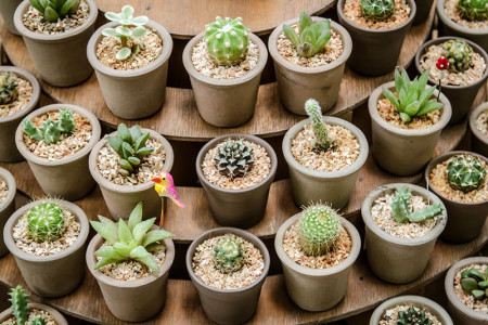 Cactus mix (0.05 g) seminte de cactusi mici, de forme si marimi diferite, Agrosem