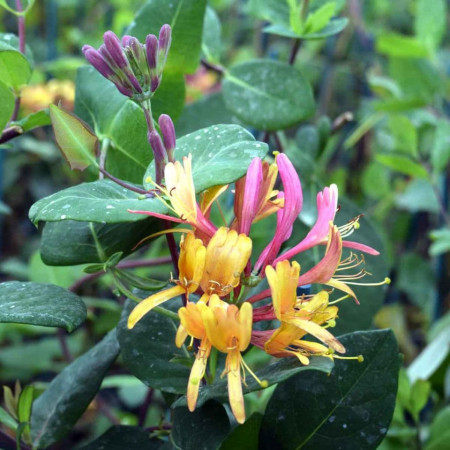 Caprifoi Lonicera Goldflame (1 m in ghiveci de 2 L), tufa ornamentala cataratoare "Mana Maicii Domnului" cu flori foarte parfumate, roz cu galben-portocaliu