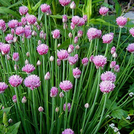 Ceapa de tuns (0.5 gr) seminte de ceapa de frunze, aromate si decorative, Agrosem