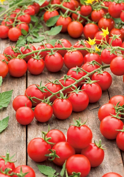 Cherolla F1 (35 seminte) de rosii tip cherry crestere nedeterminata, ZKI