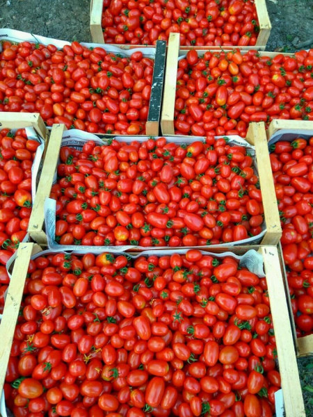 Cherry Mila (60 Seminte) tomate Cherry in forma de prunisoare nedeterminate, Geosem