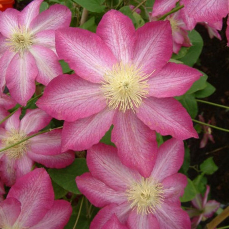 Clematite Asao (1.5 m in ghiveci de 2 L), tufa ornamentala cataratoare Clematis, hibrid japonez cu flori mari, colorate in roz aprins si alb