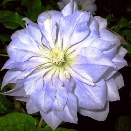 Clematite Azure Ball (1.5 m in ghiveci de 2 L), tufa ornamentala cataratoare Clematis, cu flori mari, colorate in albastru-violet si o coroana de stamine galbene