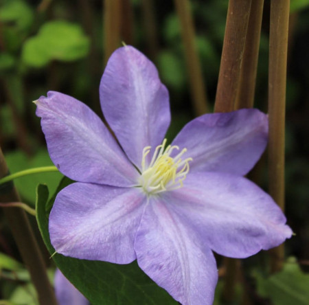 Clematite Blue Explosion (1.5 m in ghiveci de 2 L) tufa ornamentala cataratoare Clematis, care produce 2 tipuri diferite de flori: duble albastre cu margini roz si simple de culoarea lavandei