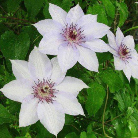 Clematite Fuyu-No-Tabi (1.5 m in ghiveci de 2 L) tufa ornamentala cataratoare Clematis, hibrid creat in Japonia, cu flori mari de culoare alb-cremos