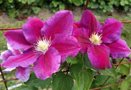 Clematite Hania (ghiveci 2 L) cu flori unice bicolore atractive rosu-violet catifelat viu, cu o margine roz pal cataratoare Clematis