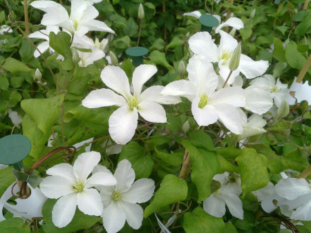 Clematite John Huxtable (1.5 m in ghiveci de 2 L) tufa ornamentala cataratoare Clematis, cu flori mari, albe si stamine galbene