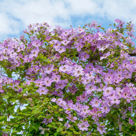Clematite Morning Sky (1.5 m in ghiveci de 2 L) tufa ornamentala cataratoare Clematis, cu flori mari, intr-o combinatie superba de roz si violet