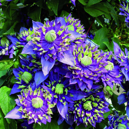 Clematite Taiga (ghiveci 2 L) cu flori mov-violet puse in evidenta de accente crem-verzui aflate pe varfurile petalelor ascutite, cataratoare Clematis