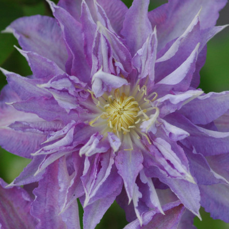 Clematite Thyrislund (1.5 m in ghiveci de 2 L), tufa ornamentala cataratoare Clematis, varietate cu flori duble, de culoare violet-liliac