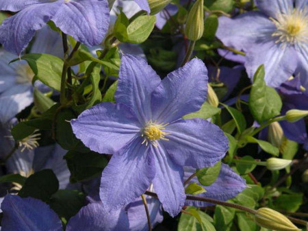Clematite Vistula (1.5 m in ghiveci de 2 L) tufa ornamentala cataratoare Clematis, cu flori mari, colorate in violet-albastrui si stamine galbene
