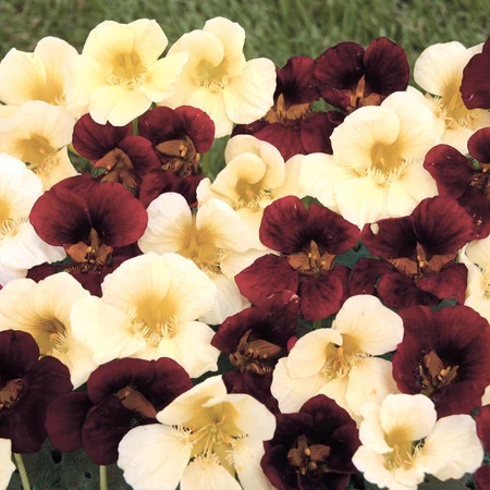 Condurul Doamnei Zi si Noapte (2 g), plante cu flori contrastante, colorate in galben-ivoriu si rosu-mahon, Papucul Doamnei, Opal