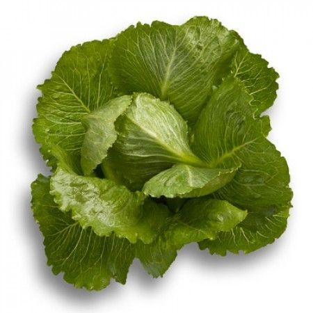 Crunchita (1000 seminte) drajate de salata tip romana cu frunze alungite groase si carnoase de culoare verde mediu atat la interior cat si la exterior, Rijk Zwaan