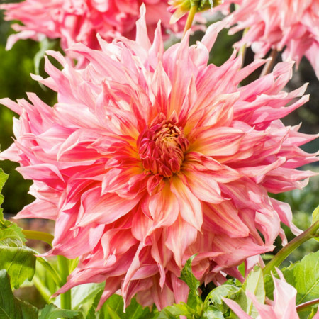 Dalie Penhill Watermelon (1 bulb), floare mare de culoare roz-coral, cu petale lungi si rasucite, bulbi de flori