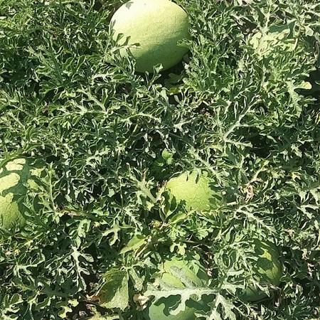 Danubiana F1 (10 seminte) pepene verde mini tip Charleston Gray, Agrosel