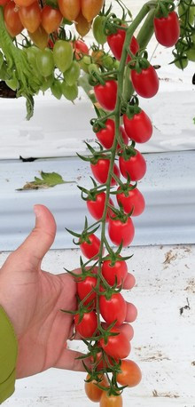 Datterino F1 (60 seminte) de rosii cherry unul dintre cei mai dulci hibrizi de tomate cherry, Prima Sementi