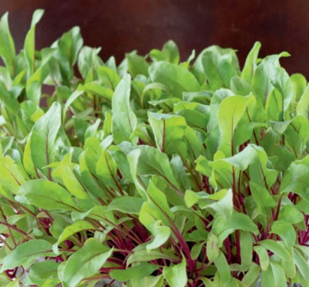 Detroit 2 (500 seminte) sfecla de salata baby leaf cu frunze mici pentru salata, Agrosel