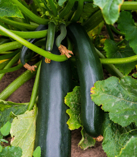 Dovlecel Black Beauty (3.000 seminte) seminte dovlecel zucchini soi productiv, fara vrej, Agrosem