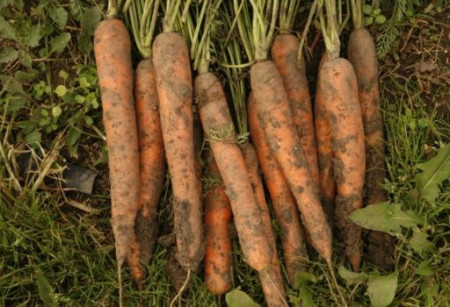 Fidra F1 (25.000 seminte) morcovi tip Nantes (calibru seminte 1.8 - 2.0) ce formeaza radacini mari , rezistent la emiterea tijei florale si un potential de productie ridicat, Rijk Zwaan