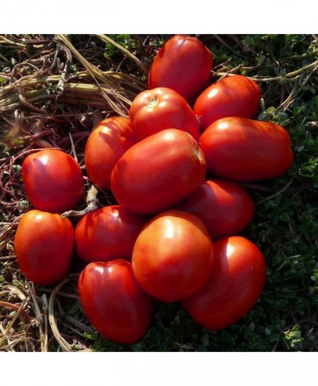 Galilea F1 (500 seminte) rosii semideterminate, forma ovala, Hazera