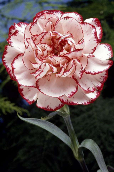 Garoafa rosu cu alb (0.2 gr) flori frumos colorate, Agrosem