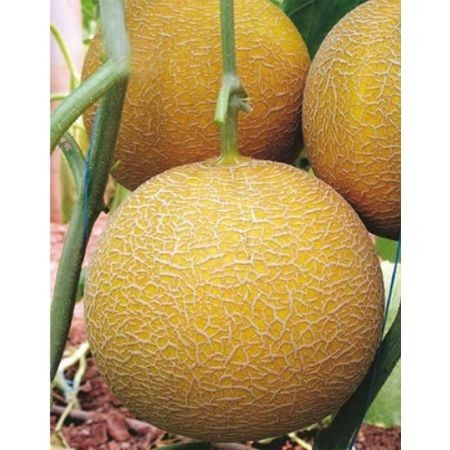 Gediz F1 (500 seminte) de pepene galben foarte aromat rotund, Yuksel