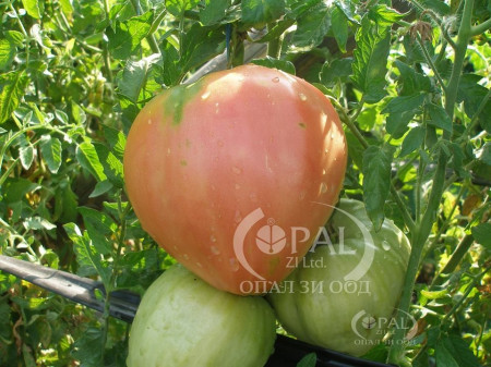 Gigant Inima de Bivol Roz (300 seminte), soi nedeterminat, gust excelent, Opal