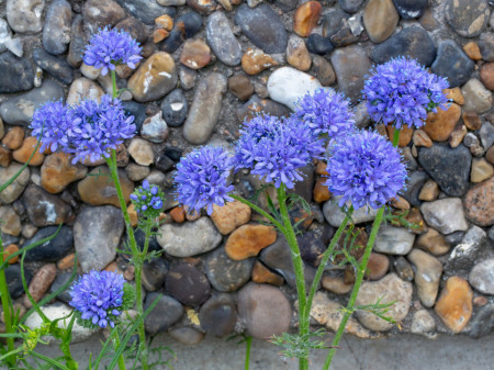 Gilia (0.5 gr) seminte planta anuala, culoare violet-blue, Agrosem