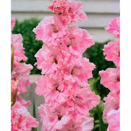 Gladiole Samara (7 bulbi), gladiole cu flori mari extrem de atractive, gofrate, de culoare roz, bulbi de flori