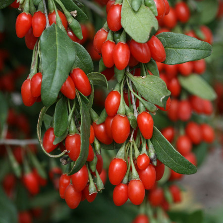 Goji Berry (0,15grame) Seminte de Goji Berry Arbust Peren Rezistent la Seceta
