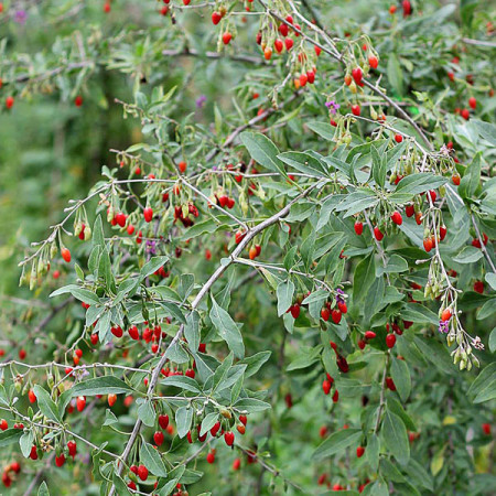 Goji Sweet Berry, rasad de Goji Berry, arbust peren rezistent la seceta, cu fructe mari de 2 cm si gust dulce, Yurta