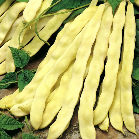 Goldmarie (100 gr) seminte de fasole Urcatoare cu Pastai Late Galbene de gradina, Holland Farming Olanda
