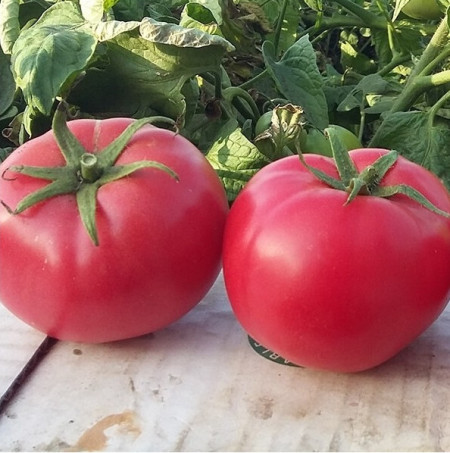Hapynet F1 (10 seminte) rosii hibrid determinat, fructe rotunde, ușor plate si carnoase, delicioas, de tip zmeura, Seklos