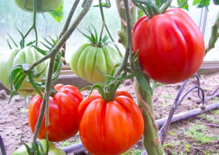 Inima de Albenga (150 seminte) tomate crete nedeterminate semitimpurii, Laktofol