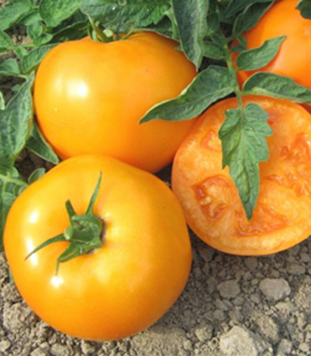 ISI 36629 F1 - 100 sem - Seminte de rosii portocalii cu crestere determinata ce se coloreaza intr-o nunanta deosebita si se remarca prin productivitate si rezistenta la boli de la Isi Sementi