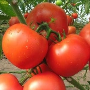 Kartier F1 (250 seminte) rosii nedeterminate cu fructe rotunde usor aplatizate de calitate ridicata, Clause