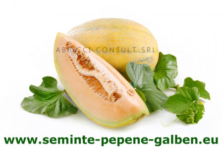 Kehlibar F1 - 5 gr - Seminte Pepeni Galbeni Hibrid Timpuriu