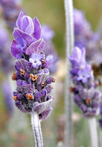 Lavanda Angustifolia (200 seminte) de Levantica, Bee Happy Laktofol