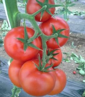 Lemnace F1 (500 seminte) de rosii nedeterminate, De Ruiter Seeds