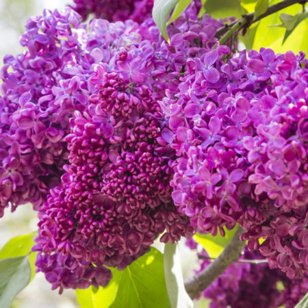 Liliac Charles Joly, arbust ornamental cu inflorescente bogate, de culoare mov inchis si parfumate, 1 arbust de 1,5-2 m inaltime, Yurta