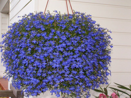 Lobelia Curgatoare albastra (4000 seminte) seminte flori curgatoare Lobelia erinus, Agrosem